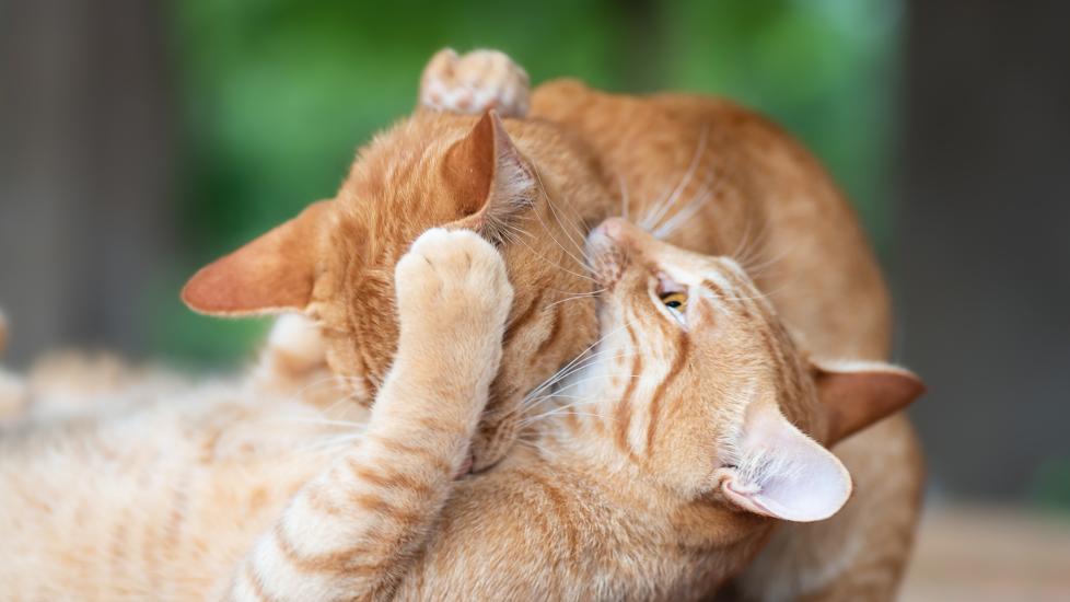 A cat bites another cat, which can lead to catch scratch fever in cats.